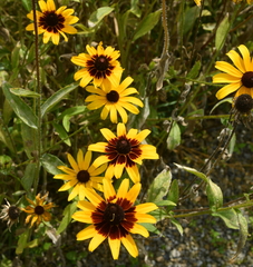 Rudbeckia hirta