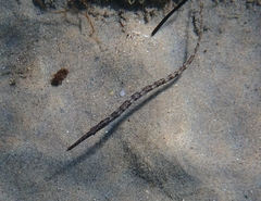Syngnathus typhle