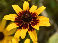 Rudbeckia hirta
