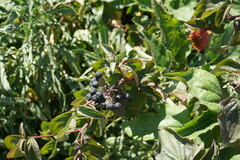 Cornus sanguinea australis