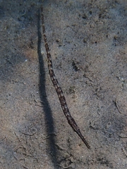 Syngnathus typhle