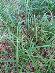 Carex pilosa