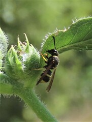 Euodynerus foraminatus