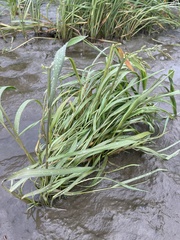 Beckmannia syzigachne