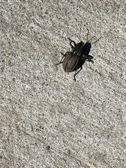 Naupactus leucoloma
