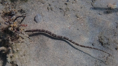 Syngnathus typhle