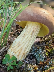 Boletaceae