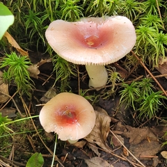 Russula