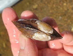 Strophitus undulatus