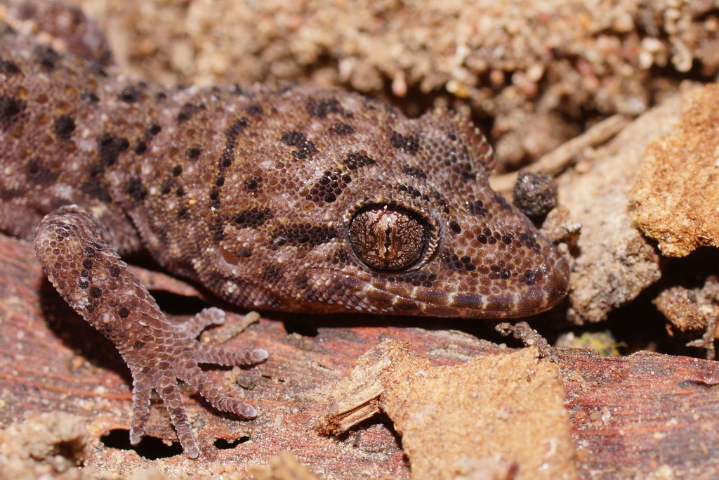 Prickly Geckos
