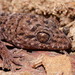 Prickly Geckos - Photo (c) Reiner Richter, some rights reserved (CC BY-NC-SA), uploaded by Reiner Richter