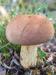 Boletaceae