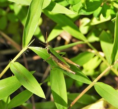 Dichromorpha viridis