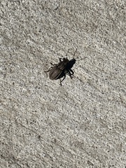 Naupactus leucoloma
