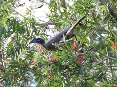 Philemon buceroides
