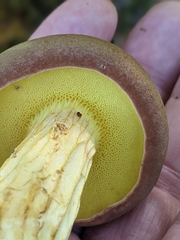 Boletaceae