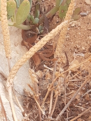 Plantago coronopus