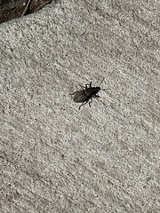 Naupactus leucoloma