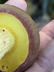 Boletaceae