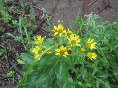 Senecio pseudoarnica