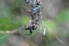 Cyrtophora citricola