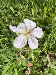 Geranium richardsonii