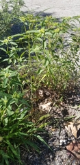 Euphorbia davidii
