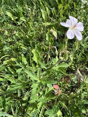 Geranium richardsonii