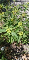 Euphorbia davidii