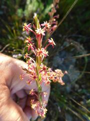 Struthiola ciliata