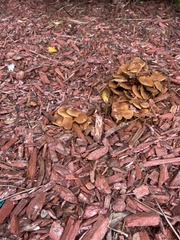 Physalacriaceae