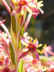 Struthiola ciliata