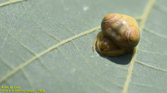 Cyrtarachne inaequalis