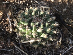 Mammillaria uncinata