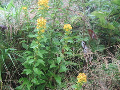 Solidago decurrens