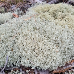 Cladonia arbuscula