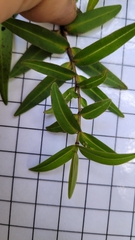 Veronica ligustrifolia