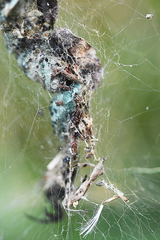 Cyrtophora citricola