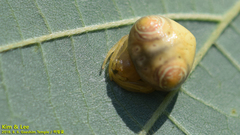 Cyrtarachne inaequalis