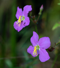 Rhexia virginica