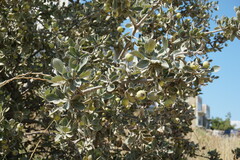 Pyrus elaeagrifolia