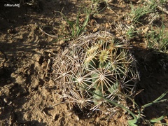 Coryphantha radians