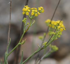 Bupleurum fruticescens