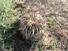 Ferocactus latispinus