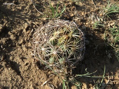 Coryphantha radians