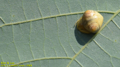 Cyrtarachne inaequalis