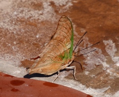 Charaxes candiope