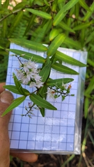 Veronica ligustrifolia