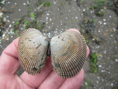 Ruditapes philippinarum