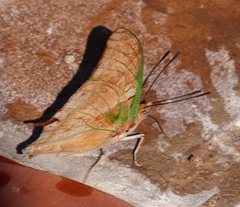 Charaxes candiope